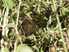 Pampasatyrus gyrtone