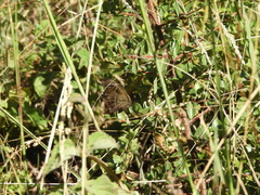 Pampasatyrus gyrtone