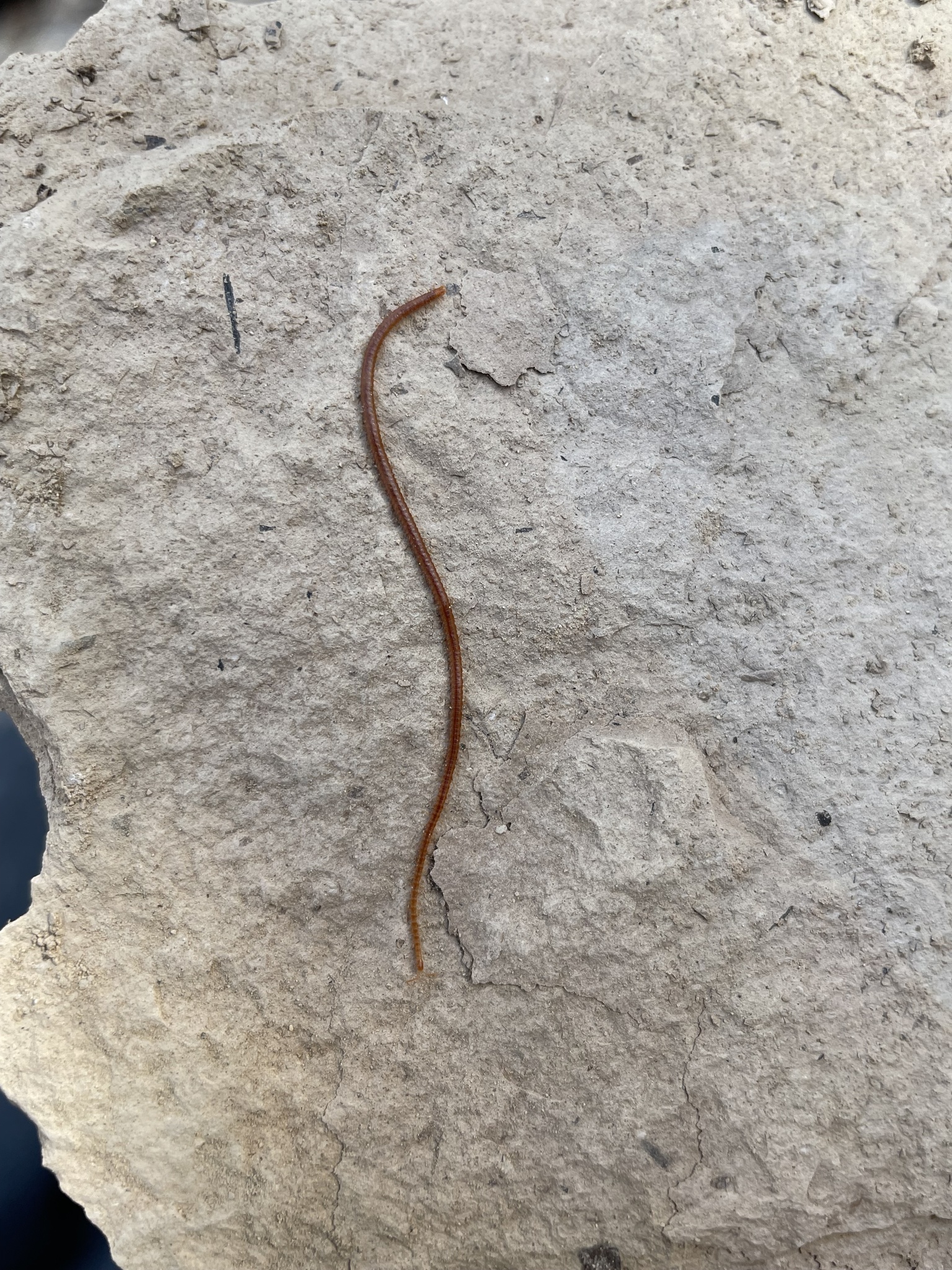 Dignathodon microcephalus Lucas, 1846