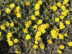 Potentilla incana