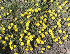 Potentilla incana