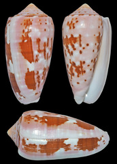 Conus floccatus
