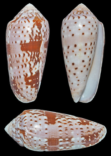 Conus floccatus observed 2004-03-29