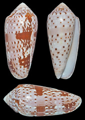 Conus floccatus