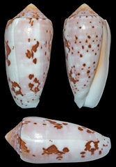 Conus floccatus