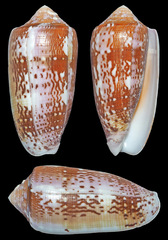 Conus floccatus