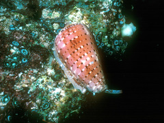 Conus floccatus