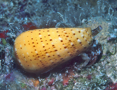 Conus floccatus
