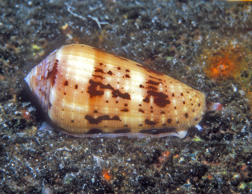 Conus floccatus observed 2007-04-23