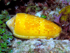 Conus floccatus