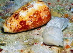 Conus floccatus