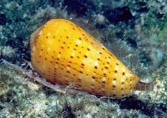 Conus floccatus
