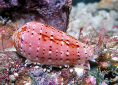 Conus floccatus
