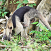Northern Tamandua - Photo (c) Tom Murray, some rights reserved (CC BY-NC)