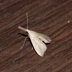 Trigonistis demonias