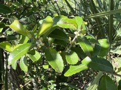 Ilex vomitoria image