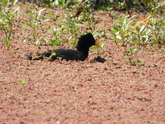 Fulica rufifrons