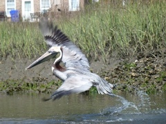 Pelecanus occidentalis