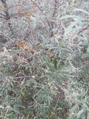 Hippophae