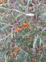 Hippophae