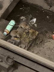 Rattus norvegicus