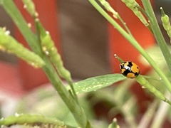 Coccinellini