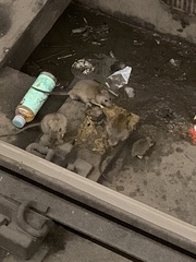 Rattus norvegicus
