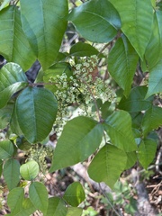 Toxicodendron radicans image