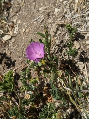 Eremalche parryi kernensis