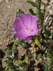 Eremalche parryi kernensis