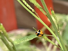 Coccinellini