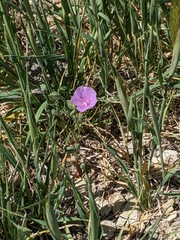 Eremalche parryi kernensis