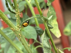 Coccinellini