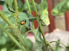 Coccinellini