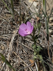 Eremalche parryi kernensis