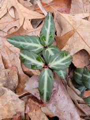 Chimaphila maculata