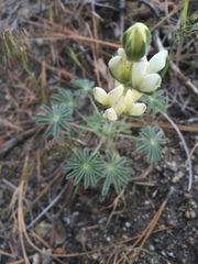 Lupinus densiflorus