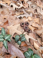 Chimaphila maculata