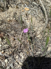 Eremalche parryi kernensis