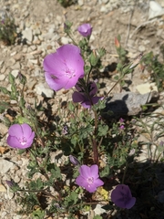 Eremalche parryi kernensis