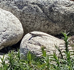 Sceloporus occidentalis