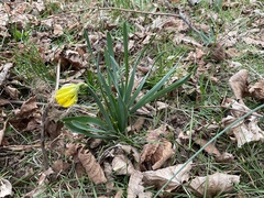 Narcissus