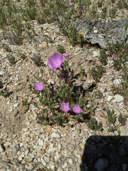 Eremalche parryi kernensis