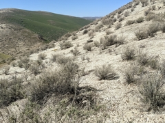 Eremalche parryi kernensis