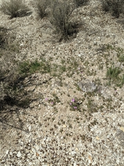 Eremalche parryi kernensis