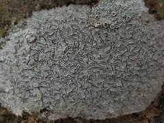 Graphis betulina