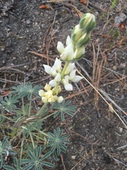 Lupinus densiflorus