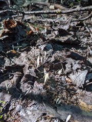 Clavaria acuta