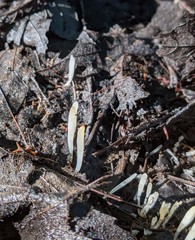 Clavaria acuta
