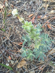 Lupinus densiflorus